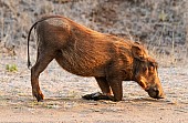 Warthog Foraging