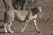 Cheetah