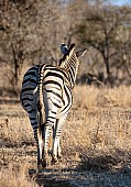 Zebra, View from the back