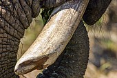 Elephant Tusk Close-up