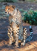 Cheetah Female on Haunches