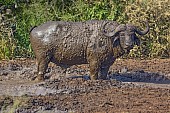 Buffalo Bull Standing in Mud Wallow
