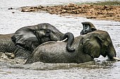 Elephants at Play in Shallows