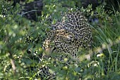 Leopard Moving through Thick Bush