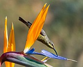 Amethyst Sunbird Female