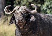 Buffalo Bull, Head and Torso view