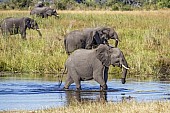 Elephants in Wetland