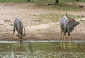 Nyala antelope at waterhole