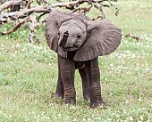 Baby Elephant Standing with Ears Spread