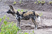 Wild Dog