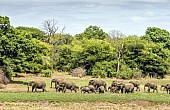 Elephant Breeding Herd