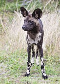 Wild Dog