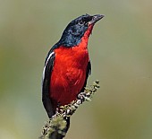 Crimson-breasted Shrike