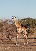 Giraffe Baby Looking at Camera