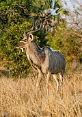 Kudu Bull