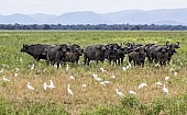 African Buffalo