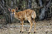 Nyala antelope fawn