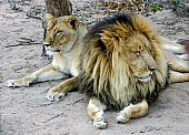 Lion and Lioness Together