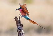 Carmine Bee-eater