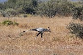 Secretary Bird