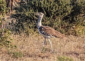 Kori Bustard Walking, Side View