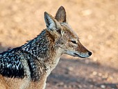 Black-backed Jackal