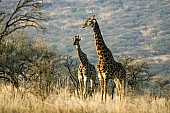 Giraffe Male with Female