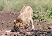 Lion Male Drinking