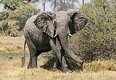 African Elephant Reference Photo