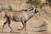 Roan Antelope, Side View