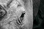 Close-up of White Rhino's Eye