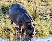 Hippo Entering Water