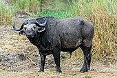 African Buffalo