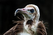 Hooded Vulture, Close-Up