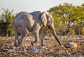 Elephant in Warm Light