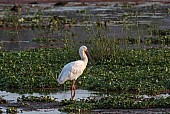 African Spoonbill Reference Picture