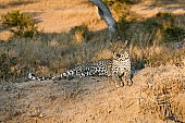 Leopard on Hillock