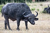 African Buffalo