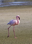 Lesser Flamingo, Side View