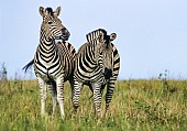 Zebra Pair, Front-on View