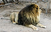 Male Lion with Big Black Mane