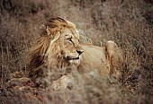 Male Lion with Remains of Kill