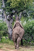 African Elephant Feeding, Rear View