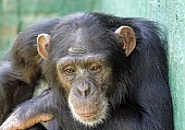 Captive Chimpanzee