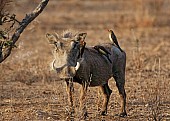 Warthog with Red-billed Oxpecker