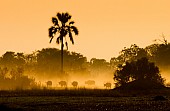 Buffalo Herd at Dawn