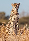 Cheetah Female on Haunches