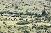 African Buffalo