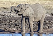 Elephant Drinking