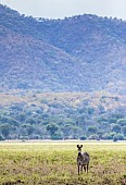 Zebra with Hills in Background